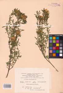 Chamaecytisus austriacus (L.) Link, Eastern Europe, South Ukrainian region (E12) (Russia)