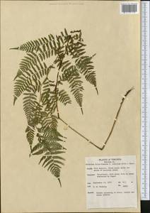 Athyrium filix-femina (L.) Roth, America (AMER) (United States)