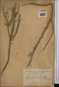 Caragana grandiflora (M.Bieb.)DC., Middle Asia, Muyunkumy, Balkhash & Betpak-Dala (M9) (Kazakhstan)