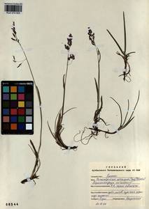 Paracolpodium altaicum (Trin.) Tzvelev, Siberia, Altai & Sayany Mountains (S2) (Russia)