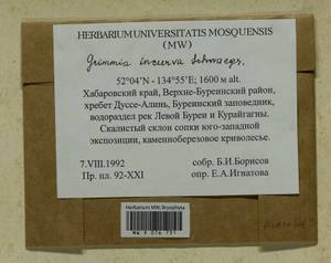 Grimmia incurva Schwägr., Bryophytes, Bryophytes - Russian Far East (excl. Chukotka & Kamchatka) (B20) (Russia)