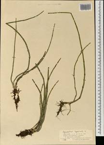 Equisetum hyemale L., Mongolia (MONG) (Mongolia)