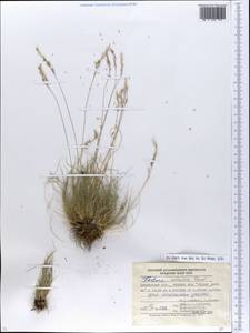 Festuca valesiaca Schleich. ex Gaudin, Eastern Europe, South Ukrainian region (E12) (Ukraine)