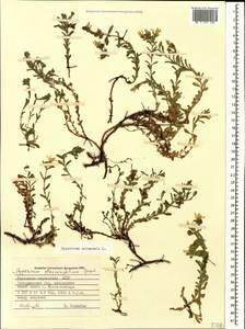 Hypericum orientale L., Caucasus, Stavropol Krai, Karachay-Cherkessia & Kabardino-Balkaria (K1b) (Russia)