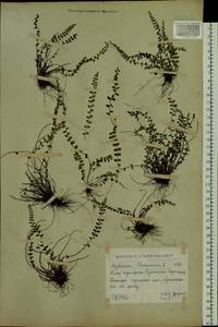 Asplenium trichomanes L., Siberia, Western (Kazakhstan) Altai Mountains (S2a) (Kazakhstan)