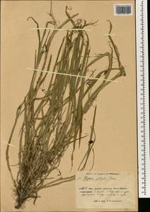 Glyceria notata Chevall., South Asia, South Asia (Asia outside ex-Soviet states and Mongolia) (ASIA) (China)