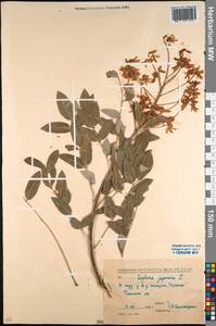Styphnolobium japonicum (L.)Schott, Caucasus, North Ossetia, Ingushetia & Chechnya (K1c) (Russia)