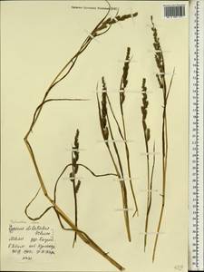 Echinochloa colona (L.) Link, Africa (AFR) (Mali)