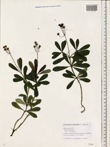 Chimaphila umbellata (L.) W. P. C. Barton, Eastern Europe, Central forest region (E5) (Russia)