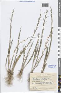 Cleistogenes polyphylla Keng ex Keng f. & L.Liou, South Asia, South Asia (Asia outside ex-Soviet states and Mongolia) (ASIA) (China)