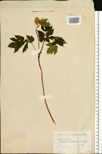 Actaea spicata L., Eastern Europe, Moscow region (E4a) (Russia)