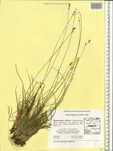 Carex brunnescens (Pers.) Poir., Eastern Europe, Northern region (E1) (Russia)