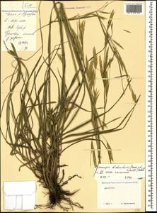 Bromus biebersteinii Roem. & Schult., Caucasus, Dagestan (K2) (Russia)