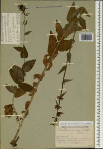 Asyneuma campanuloides (M.Bieb. ex Sims) Bornm., Caucasus, Armenia (K5) (Armenia)