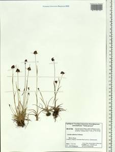 Luzula multiflora subsp. sibirica V. I. Krecz., Siberia, Central Siberia (S3) (Russia)