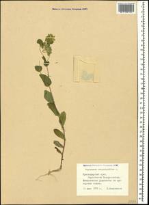 Bupleurum rotundifolium L., Caucasus, Black Sea Shore (from Novorossiysk to Adler) (K3) (Russia)
