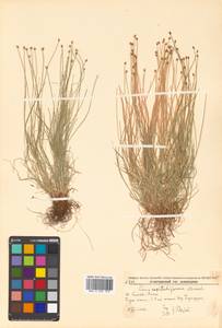 Carex onoei Franch. & Sav., Siberia, Russian Far East (S6) (Russia)