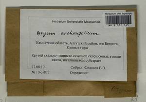 Ptychostomum archangelicum (Bruch & Schimp.) J.R. Spence, Bryophytes, Bryophytes - Chukotka & Kamchatka (B21) (Russia)