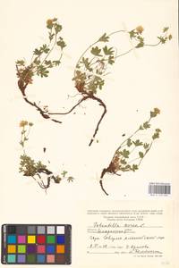 Potentilla aurea L., Eastern Europe, West Ukrainian region (E13) (Ukraine)