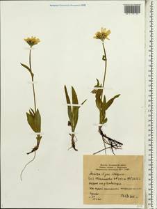 Arnica angustifolia subsp. iljinii (Maguire) I. K. Ferguson, Siberia, Yakutia (S5) (Russia)