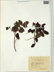 Schinus terebinthifolius, Australia & Oceania (AUSTR) (New Caledonia)