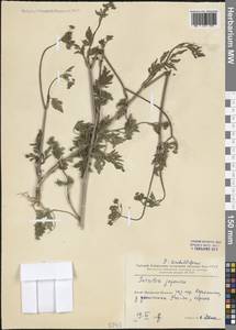 Torilis japonica (Houtt.) DC., South Asia, South Asia (Asia outside ex-Soviet states and Mongolia) (ASIA) (China)