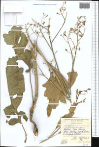 Isatis, Middle Asia, Western Tian Shan & Karatau (M3) (Tajikistan)