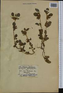 Tripodion tetraphyllum (L.)Fourr., Western Europe (EUR) (Italy)