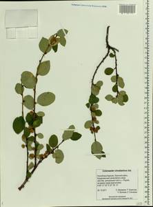 Cotoneaster integerrimus Medik., Eastern Europe, Northern region (E1) (Russia)