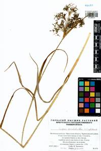 Scirpus orientalis Ohwi, Siberia, Baikal & Transbaikal region (S4) (Russia)