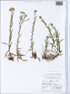 Achillea ptarmica subsp. ptarmica, Eastern Europe, Northern region (E1) (Russia)