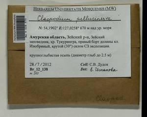 Claopodium pellucinerve (Mitt.) Best, Bryophytes, Bryophytes - Russian Far East (excl. Chukotka & Kamchatka) (B20) (Russia)