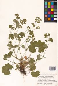 Alchemilla monticola Opiz, Eastern Europe, Moscow region (E4a) (Russia)