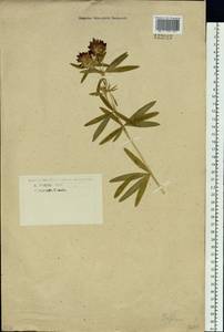 Trifolium lupinaster L., Siberia, Western Siberia (S1) (Russia)