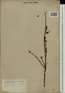 Salix myrsinifolia Salisb., Eastern Europe, Central forest-and-steppe region (E6) (Russia)