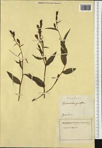 Cephalanthera damasonium (Mill.) Druce, Western Europe (EUR) (Switzerland)