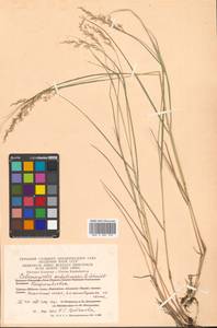 Calamagrostis sachalinensis F.Schmidt, Siberia, Chukotka & Kamchatka (S7) (Russia)