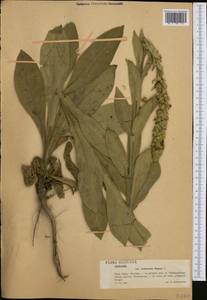 Verbascum thapsus L., Western Europe (EUR) (Poland)