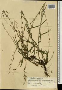 Lactuca saligna L., Eastern Europe, South Ukrainian region (E12) (Ukraine)