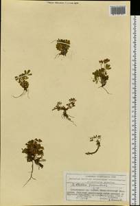 Sibbaldia procumbens L., Siberia, Altai & Sayany Mountains (S2) (Russia)