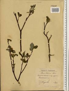 Cornus alba L., Eastern Europe, Northern region (E1) (Russia)