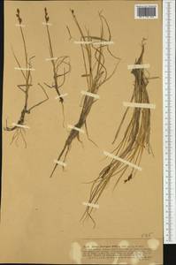 Carex mackenziei V.I.Krecz., Western Europe (EUR) (Norway)