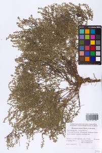 Herniaria incana Lam., Eastern Europe, Rostov Oblast (E12a) (Russia)