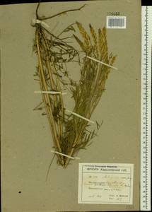 Astragalus asper Jacq., Eastern Europe, North Ukrainian region (E11) (Ukraine)