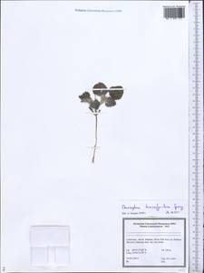 Chrozophora tinctoria (L.) A.Juss., Middle Asia, Syr-Darian deserts & Kyzylkum (M7) (Uzbekistan)