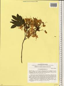 Rhododendron luteum Sweet, Eastern Europe, North Ukrainian region (E11) (Ukraine)