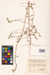 Bassia laniflora (S. G. Gmel.) A. J. Scott, Middle Asia, Caspian Ustyurt & Northern Aralia (M8) (Kazakhstan)