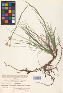 Eremogone saxatilis (L.) Ikonn., Eastern Europe, Western region (E3) (Russia)