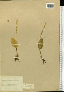 Malaxis monophyllos (L.) Sw., Siberia, Altai & Sayany Mountains (S2) (Russia)