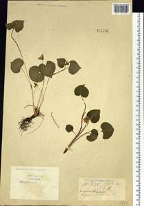 Viola mirabilis L., Siberia, Baikal & Transbaikal region (S4) (Russia)
